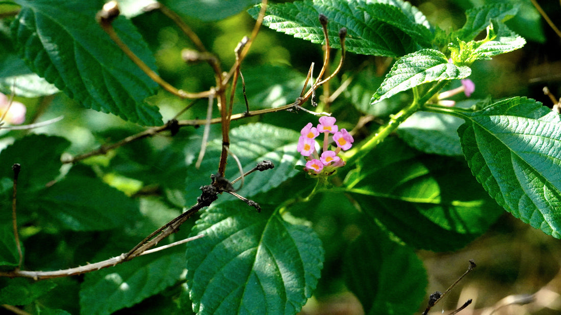[Ingredient Spotlight] Bakuchiol — The Retinol Alternative, Minus the Overclaims
