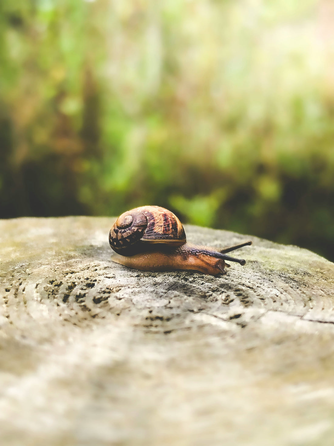 [Ingredient Spotlight] Snail Mucin — The K-Beauty Staple, and What the Evidence Actually Shows