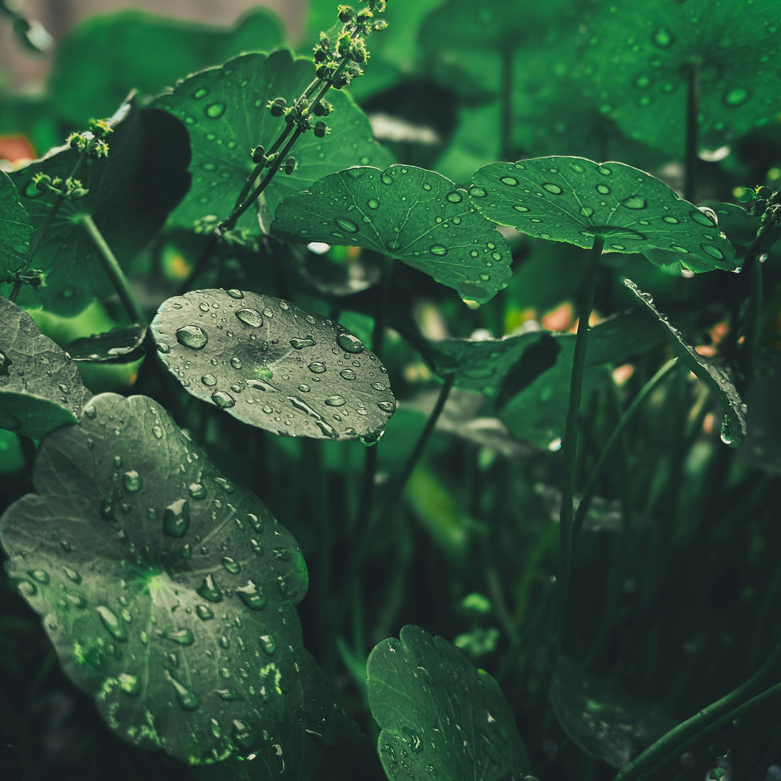 [Ingredient Spotlight] Centella Asiatica (Cica) — The One K-Beauty Buzzword That Actually Holds Up